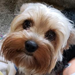 Yorkshire Terriers from Tasha’s Yorkies