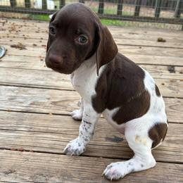 Girl 3 - White and liver female German Shorthaired Pointer puppy in Troy, North Carolina from Uwharrie GSP