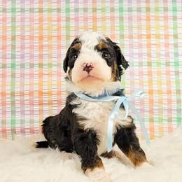 Elsa - Red female Bernedoodle puppy in Russell Springs, Kentucky from 270 Doodles