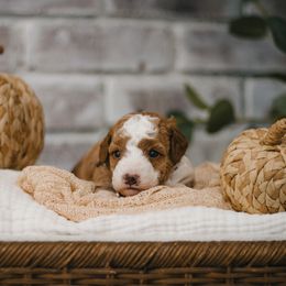 Black Collar Jazz - Parti male Goldendoodle puppy in Newport Beach, California from High Desert Doodles