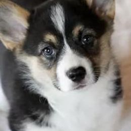 Pembroke Welsh Corgis from Stumptown Corgis