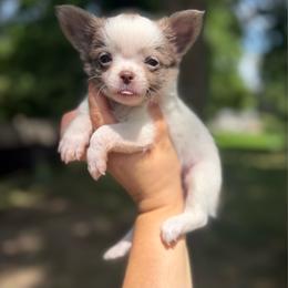Astro - White male Chihuahua puppy in Holt, Michigan from My Crzy Chihuahuas