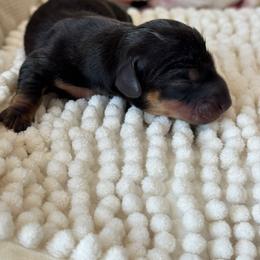 Midnight - Black and tan female Dachshund puppy in Calexico, California from The house of Dachshund