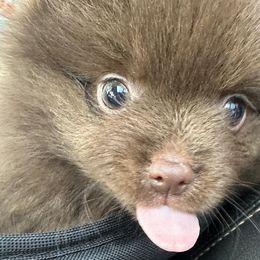 Pomeranians from Poms On The Lake