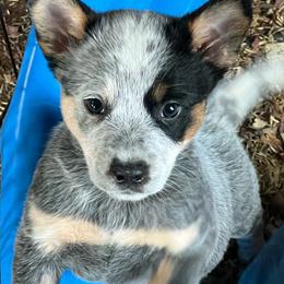 Boy 2 - Blue male Australian Cattle Dog puppy in Norton, Ohio from Australian Cattle Dog Company