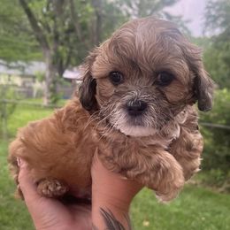 Shihpoos from Santana's Shihpoos