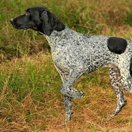 German Shorthaired Pointers from Ruff on Birds GSP