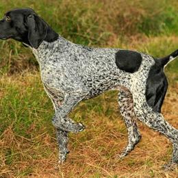 German Shorthaired Pointers from Ruff on Birds GSP