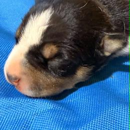 Boy 4 - Seal brown male American Staffordshire Terrier puppy in Roseburg, Oregon from Bold & Beautiful Amstaffs