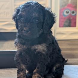 Poppy - Black and tan female Cavapoo puppy in Selma, Texas from Sage Mini Doodles