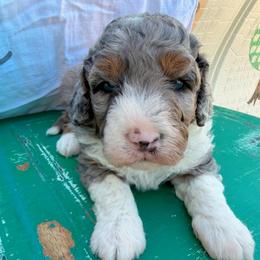 Legion - Merle male Bernedoodle puppy in Sherman, Illinois from Shirl Doodle Life