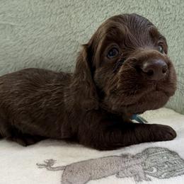 Light blue collar - Chocolate male Dachshund puppy in Apache Junction, Arizona from Shaw Dachshunds