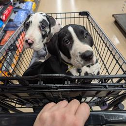 Cecilia - Mantle female Great Dane puppy in Brooksville, Florida from Follow My Lead Great Danes