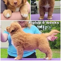 Nova Scotia Duck Tolling Retriever Puppies from Mystic Tollers