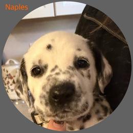 Naples - White and black male Dalmatian puppy in Lakewood, Colorado from Hapi-Dal Dalmatians and Primetime Whippets