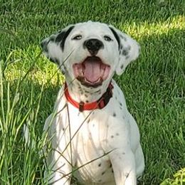 Dalmatians from Buttonridge Dalmatians