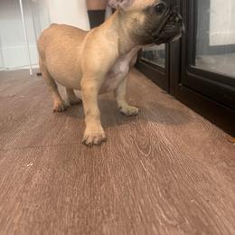 Miss Orange - Brindle and white female French Bulldog puppy in Anaheim, California from Brightest Days Ahead