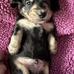 Dachshunds from Cheryls Doxies