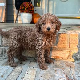 Georgia - Red  female Goldendoodle puppy in Alamance County, North Carolina from Doodle Squad Puppies