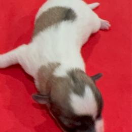 Princess - Tri-color female Coton de Tulear puppy in Pflugerville, Texas from Beethoven’s Cotons