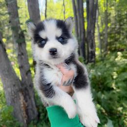 Girl 2 - Black and white female Siberian Husky puppy in Solon Springs, Wisconsin from Werpstead Shorties