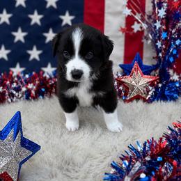 Cricket - Black & white male Australian Shepherd puppy in Cambridge, Ohio from Solis Performance Horses & Australian Shepherds