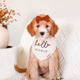 Nutmeg - Apricot female Goldendoodle puppy in Cold Spring, Minnesota from A.N.A. Doodles