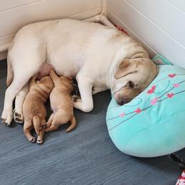 Labrador Retriever All Grown Up from Heartfelt Love Labradors