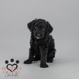 Benny - Black male Labradoodle puppy in Travelers Rest, South Carolina from Doodles of Love Labradoodles