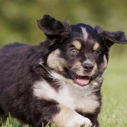 Miniature Australian Shepherds from Sugar Mountain Miniature Australian Shepherds