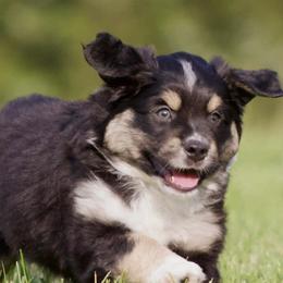 Miniature Australian Shepherds from Sugar Mountain Miniature Australian Shepherds