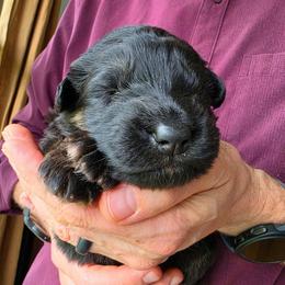 Remembrance - Black and red female German Shepherd puppy in Columbus, Indiana from Stony Lonesome GSD
