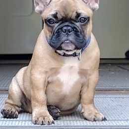 Boy 1 - French Bulldog puppy from Sundry Farm