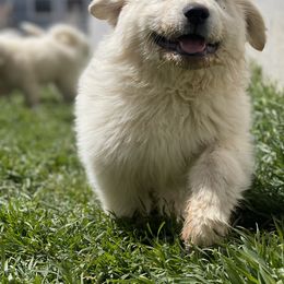 Great Pyrenees Puppies from Forestwood Farms Great Pyrenees