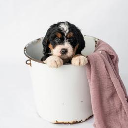 Gouda - Tri-color female Bernedoodle puppy in Lititz, Pennsylvania from Sleepy Hollow Acres