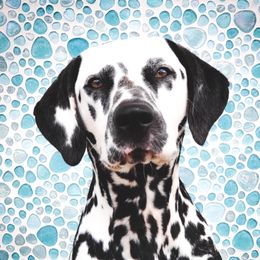 Sequel  - Dalmatian
