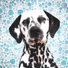 Sequel  - Dalmatian