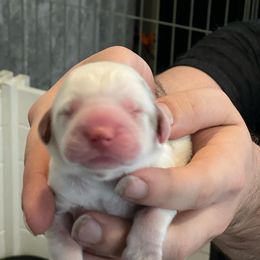 Clumber Spaniel Puppies from Briton Clumber Spaniels