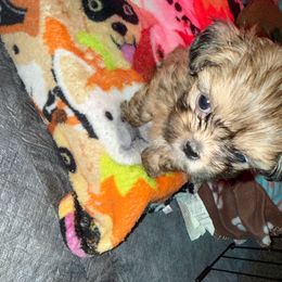 Pluto - Gold male Shih Tzu puppy in Huber Heights, Ohio from Little Healthy Purebred Pups