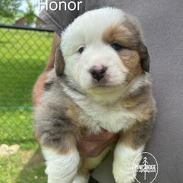 Girl 3 Honor - Blue merle female Miniature Australian Shepherd puppy in Bristow, Iowa from Pine Ridge Toy and Mini Aussies