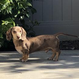 Cowboy - Dachshund