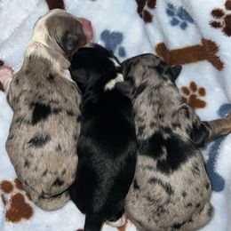 Aussiedoodle puppies from Darling Australians
