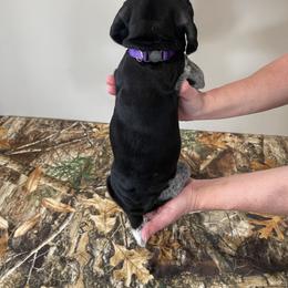 German Shorthaired Pointer Puppies from Jessica Johnson