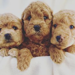 Cavapoos and Goldendoodles from Parisian Puppies