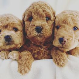 Cavapoos and Goldendoodles from Parisian Puppies