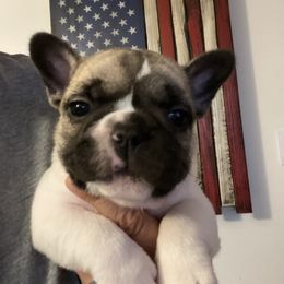 Penelope - Fawn and white female French Bulldog puppy in Sidney Center, New York from iFrenchi