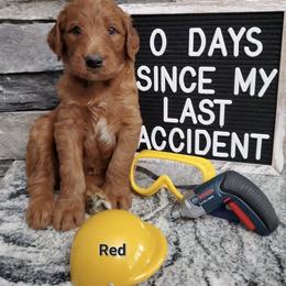Goldendoodle Puppies from Rustic Road Doodles