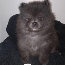 Tippy CKC reg. - Blue female Pomeranian puppy in Greenville, North Carolina from Pampered Pomeranians