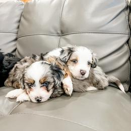 Aussiedoodle and Bernedoodle Puppies from Steindoodles