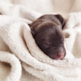 Luigi - Chocolate male Pomsky puppy in Sand Coulee, Montana from Big Sky Pomskies